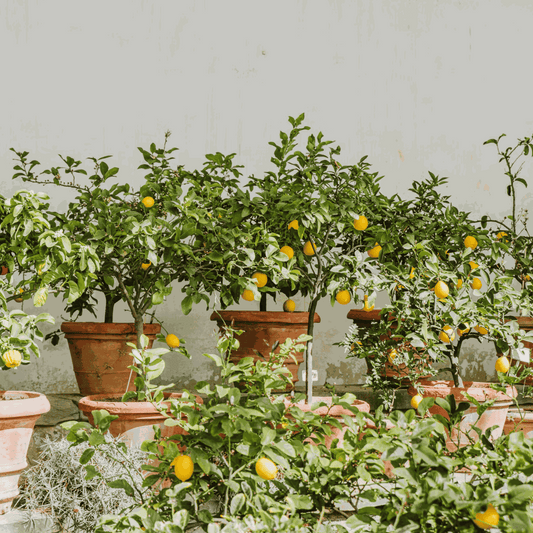 Fruit Trees Citronträd - Set Om 2 - Citrus Limon - Höjd 60-70Cm - ⌀19Cm
