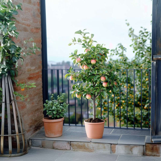 Fruit Trees Äppelträd - Set Om 2 - Malus - Höjd 60-70Cm - ⌀17Cm