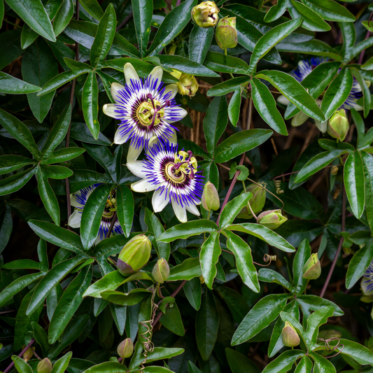 Out Of Category Garden Plants Passionsblomma - Set Om 6 - Passiflora Edulis 'Frederick' - Höjd 25-40Cm - ⌀9Cm