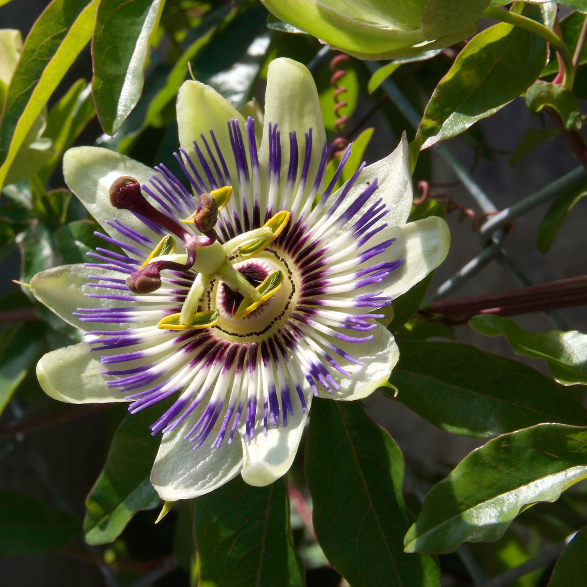 Out Of Category Garden Plants Passionsblomma - Set Om 6 - Passiflora Edulis 'Frederick' - Höjd 25-40Cm - ⌀9Cm