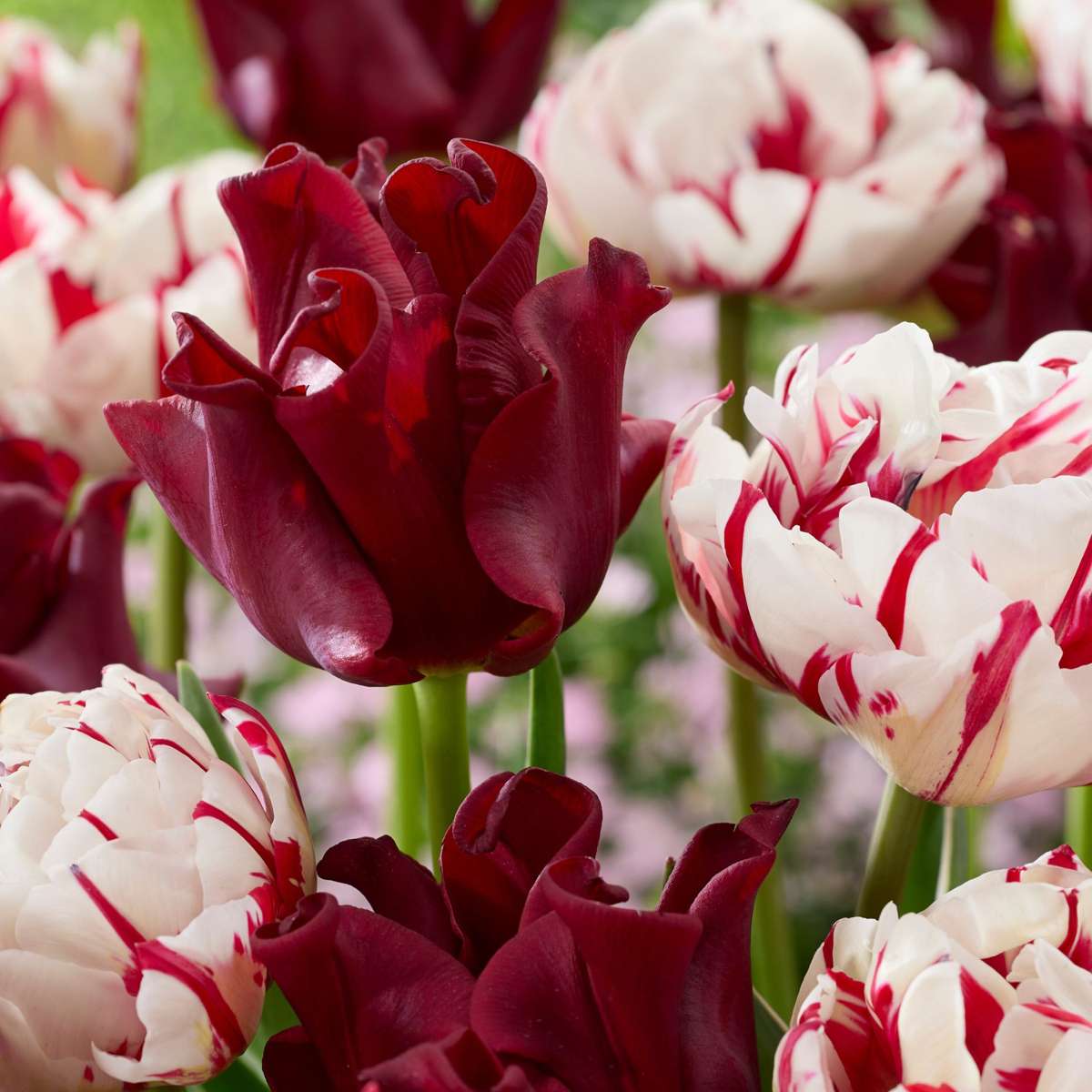 Tulip Tulpanlökar 'Red Dress' - Set Med 10 St - Vinterhärdiga & Fleråriga