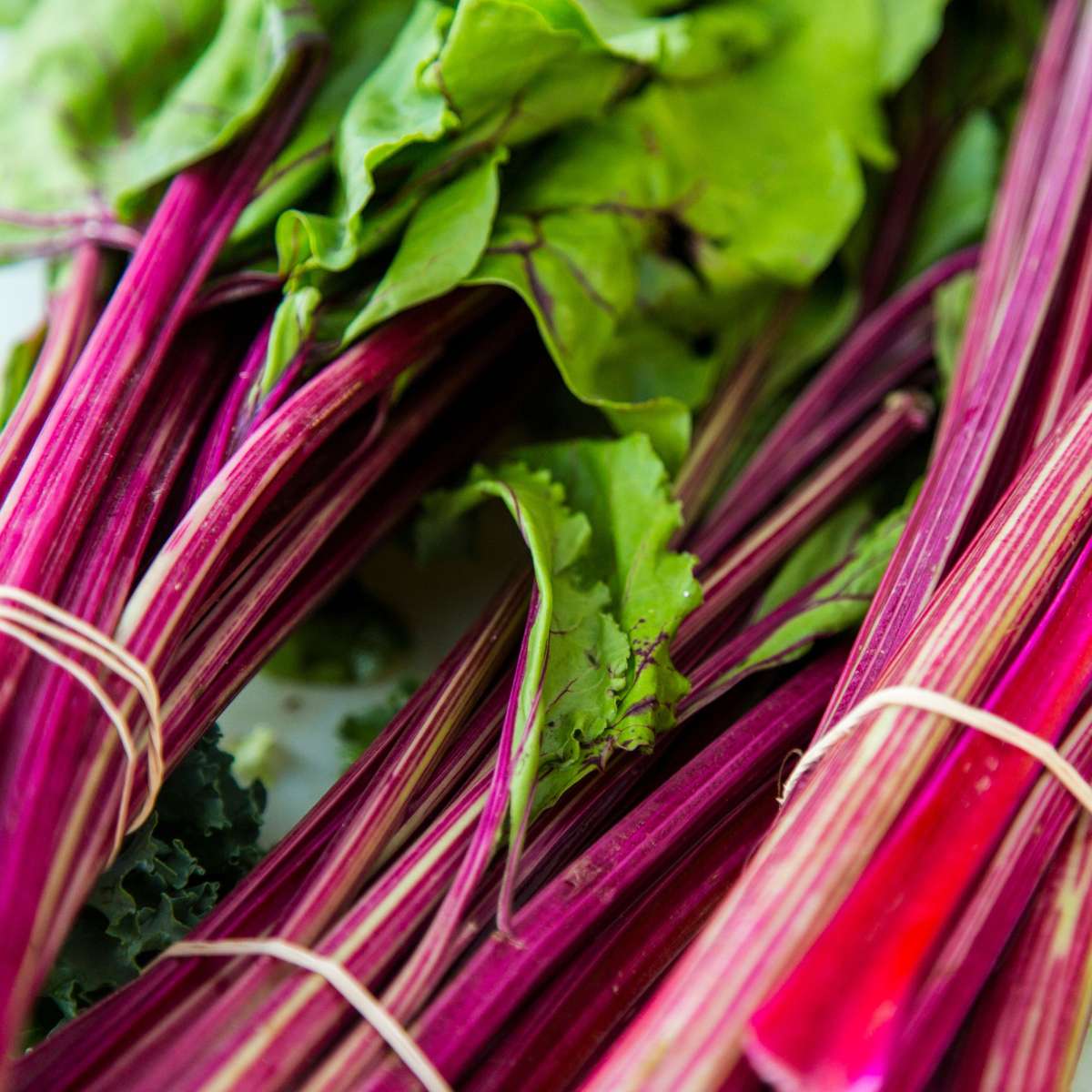 Fruit Trees Rabarber - Set 2 - Rheum Rhabarbarum - Höjd 50-60Cm - Ø15Cm