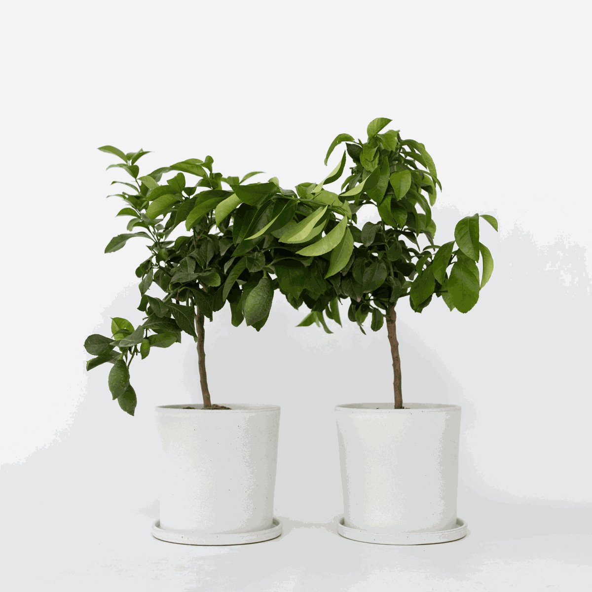 Fruit Trees Citronträd - Set Om 2 - Citrus Limon - Höjd 60-70Cm - ⌀19Cm