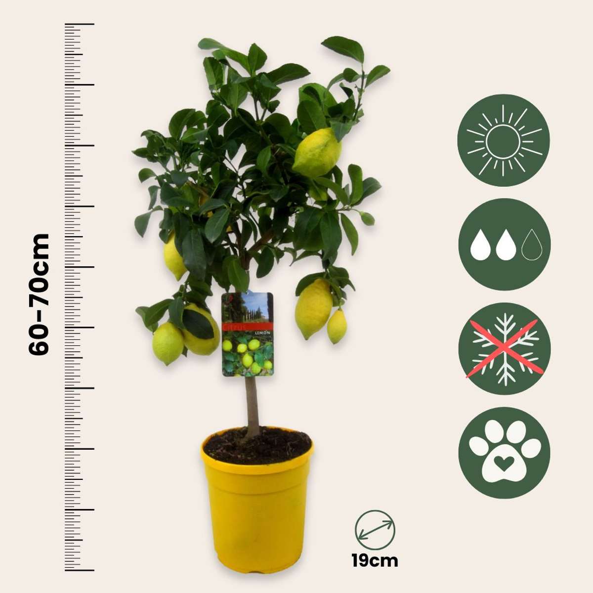 Fruit Trees Citronträd - Set Om 2 - Citrus Limon - Höjd 60-70Cm - ⌀19Cm
