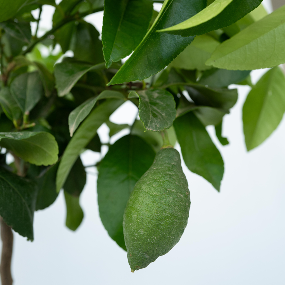 Fruit Trees Citronträd - Set Om 2 - Citrus Limon - Höjd 60-70Cm - ⌀19Cm