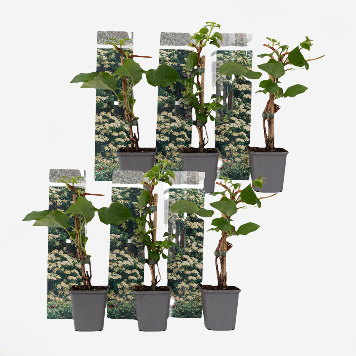 Out Of Category Garden Plants Hortensia - Set Om 6 - Hydrangea Anomale Petiolaris - Höjd 25-40Cm - ⌀9Cm