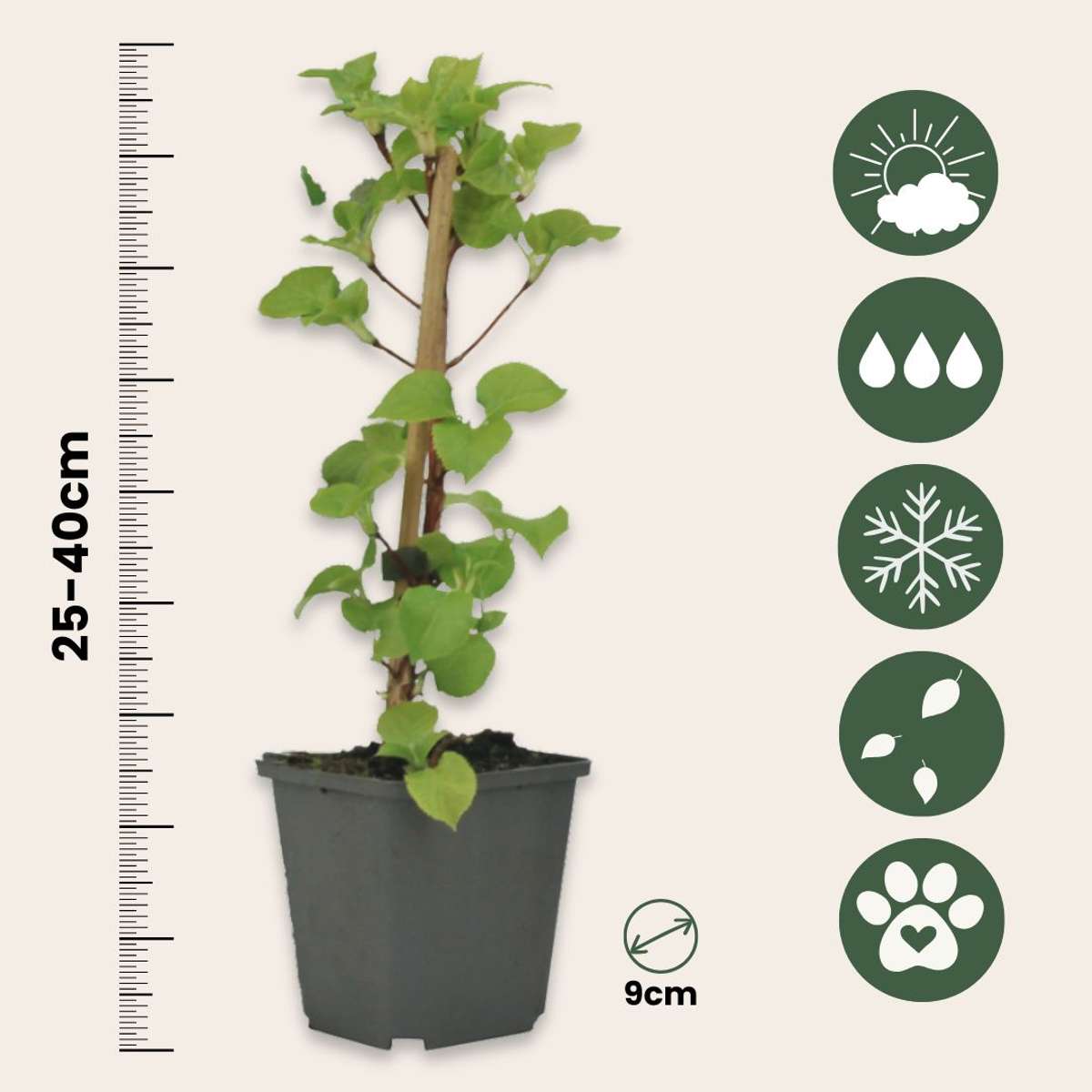 Out Of Category Garden Plants Hortensia - Set Om 6 - Hydrangea Anomale Petiolaris - Höjd 25-40Cm - ⌀9Cm