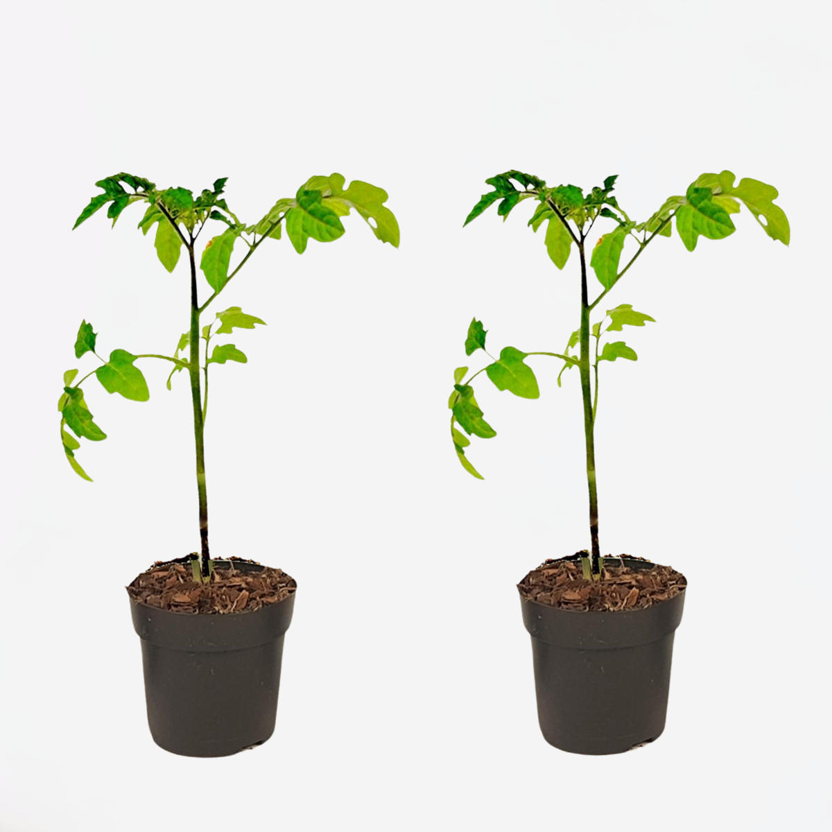 Fruit Trees Tomat Och Potatis I Ett - Set Om 2 - Solanum 'Tomtato' - Höjd 25-40Cm - ⌀10,5Cm