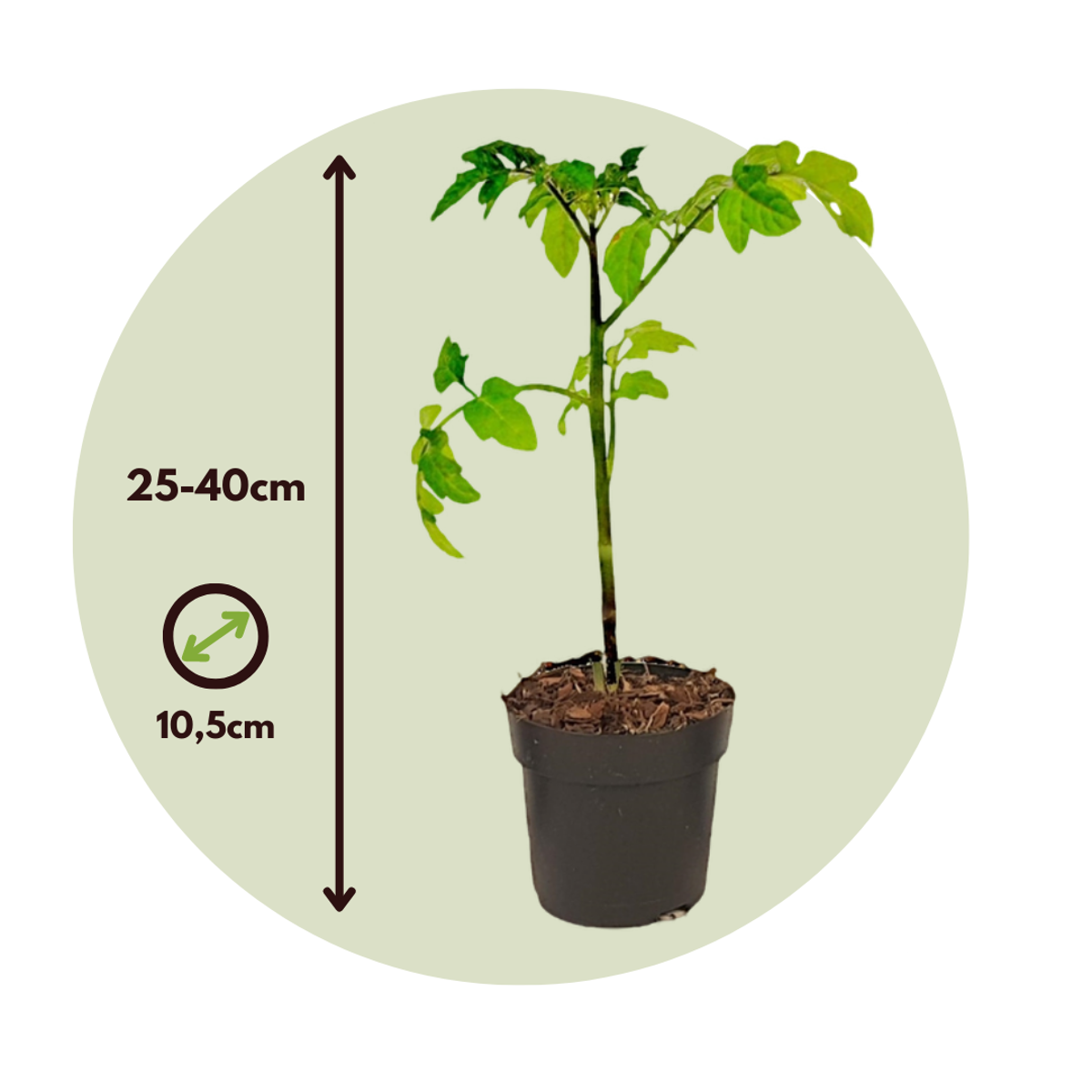 Fruit Trees Tomat Och Potatis I Ett - Set Om 2 - Solanum 'Tomtato' - Höjd 25-40Cm - ⌀10,5Cm