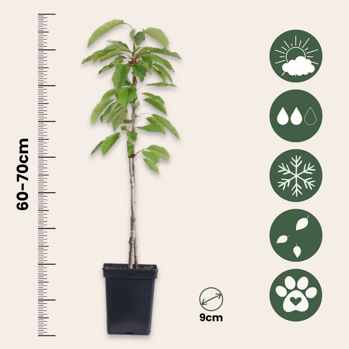 Fruit Trees Fruktkolonner - Set Om 3 - Äpple, Päron - Höjd 60-70Cm - ⌀9Cm