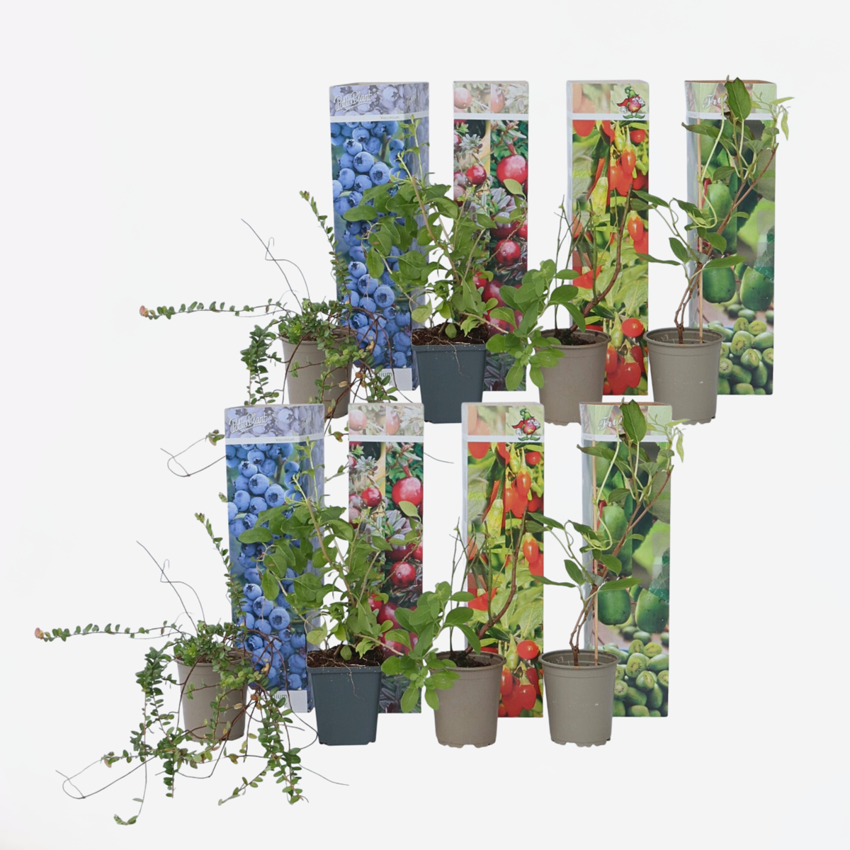 Out Of Category Garden Plants Fruktträd - Set Om 8 - Actinidia, Vaccinium, Lycium - Höjd 25-40Cm - ⌀9Cm