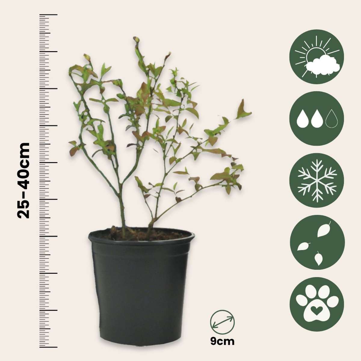 Out Of Category Garden Plants Fruktträd - Set Om 8 - Actinidia, Vaccinium, Lycium - Höjd 25-40Cm - ⌀9Cm