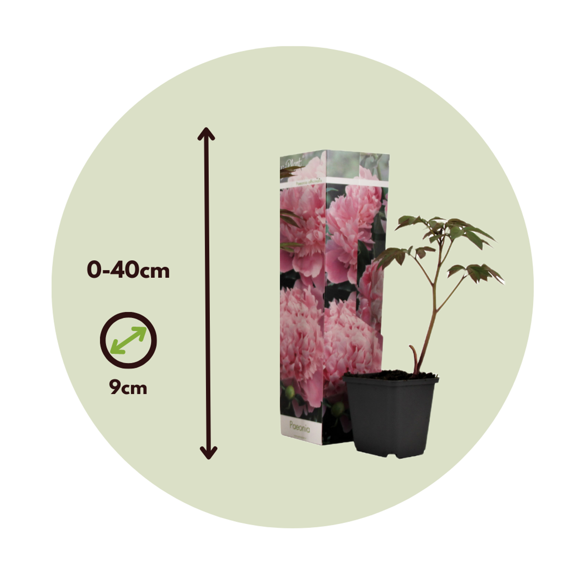 Other Garden Plants Pioner - Set Om 3 - Peaonia Officinalis 'Sarah Bernhardt' - Höjd 0-40Cm - ⌀9Cm