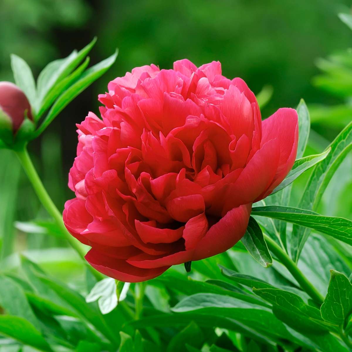 Other Garden Plants Pioner - Set Om 6 - Paeonia Officinalis - Höjd 0-40Cm - ⌀9Cm