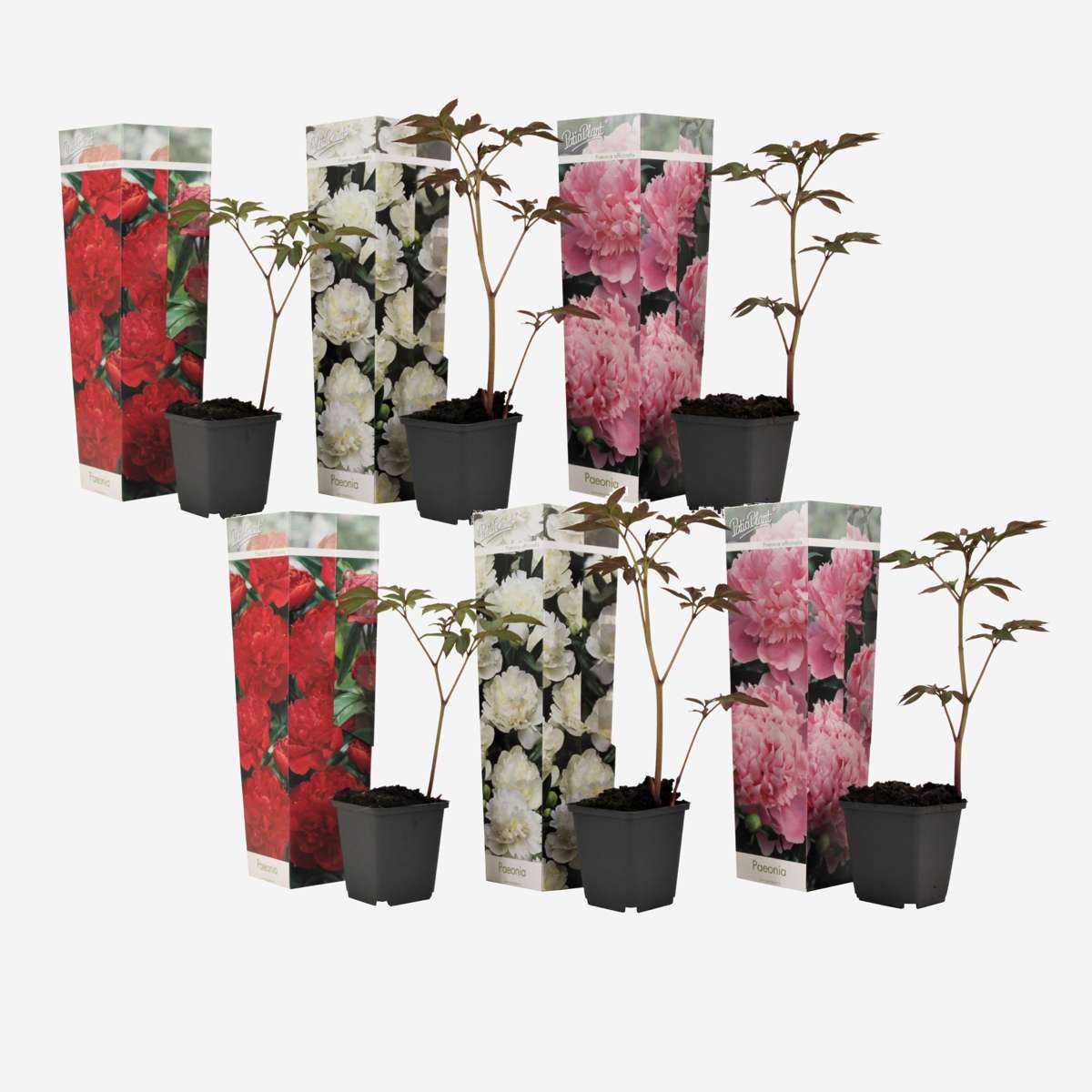 Other Garden Plants Pioner - Set Om 6 - Paeonia Officinalis - Höjd 0-40Cm - ⌀9Cm