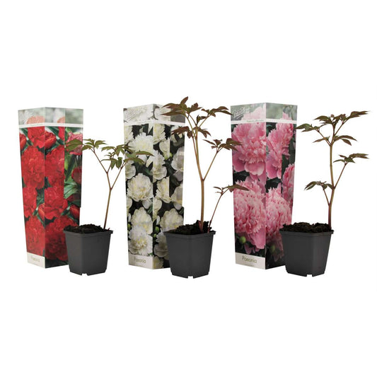 Other Garden Plants Pioner - Set Om 3 - Paeonia Officinalis - Höjd 0-40Cm - ⌀9Cm