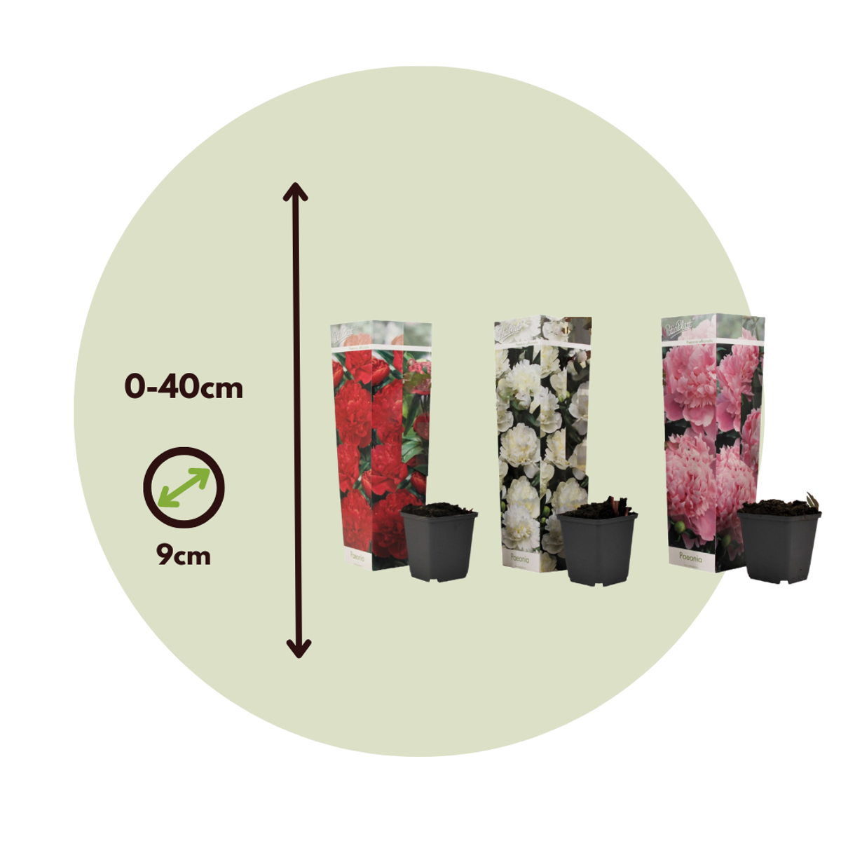 Other Garden Plants Pioner - Set Om 3 - Paeonia Officinalis - Höjd 0-40Cm - ⌀9Cm