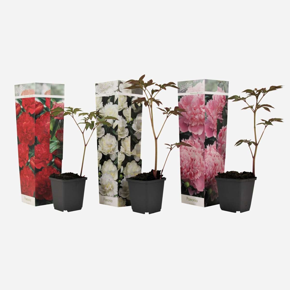 Other Garden Plants Pioner - Set Om 3 - Paeonia Officinalis - Höjd 0-40Cm - ⌀9Cm
