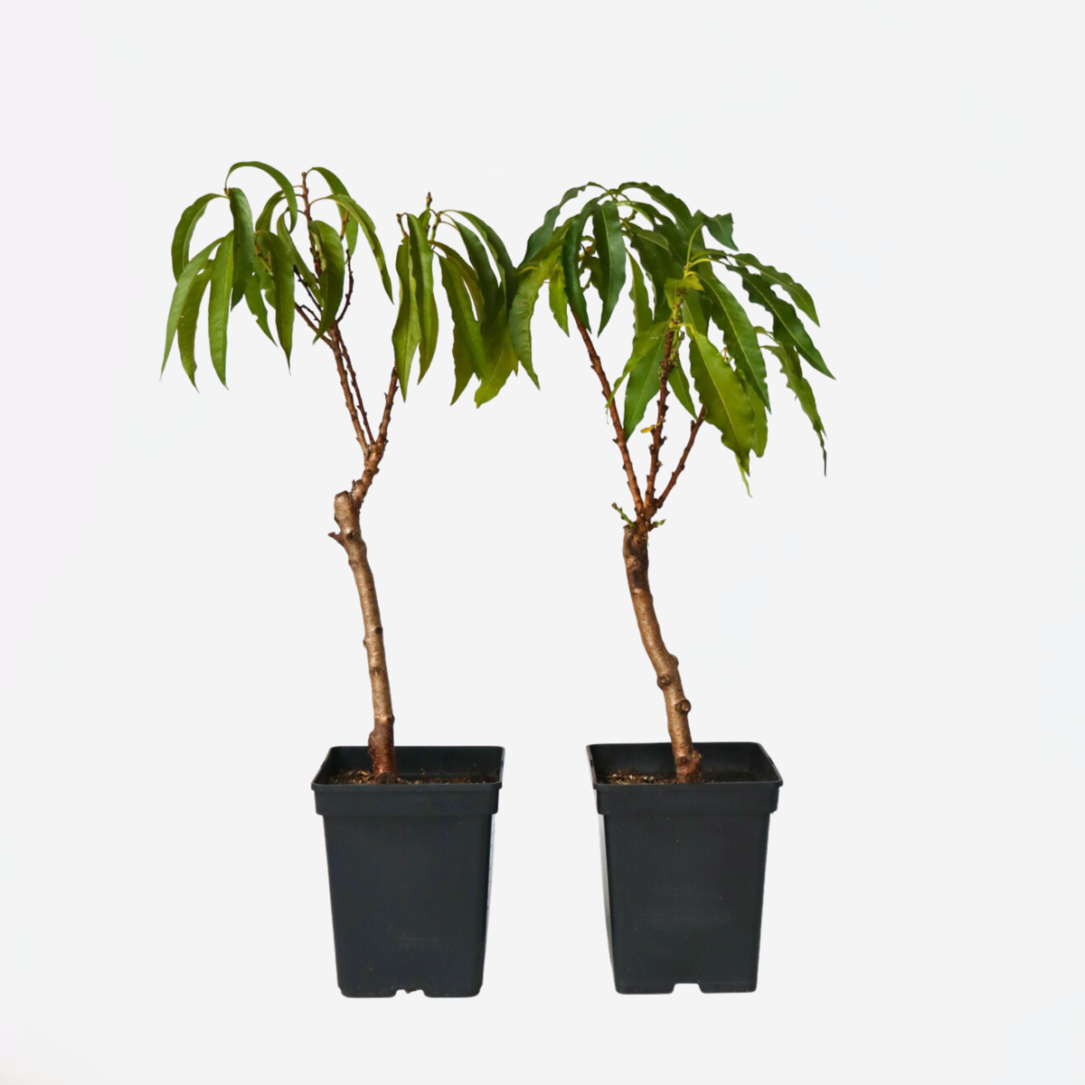 Fruit Trees Persikaträd - Set Om 2 - Prunus 'Bonanza' - Höjd 60-70Cm - ⌀15Cm