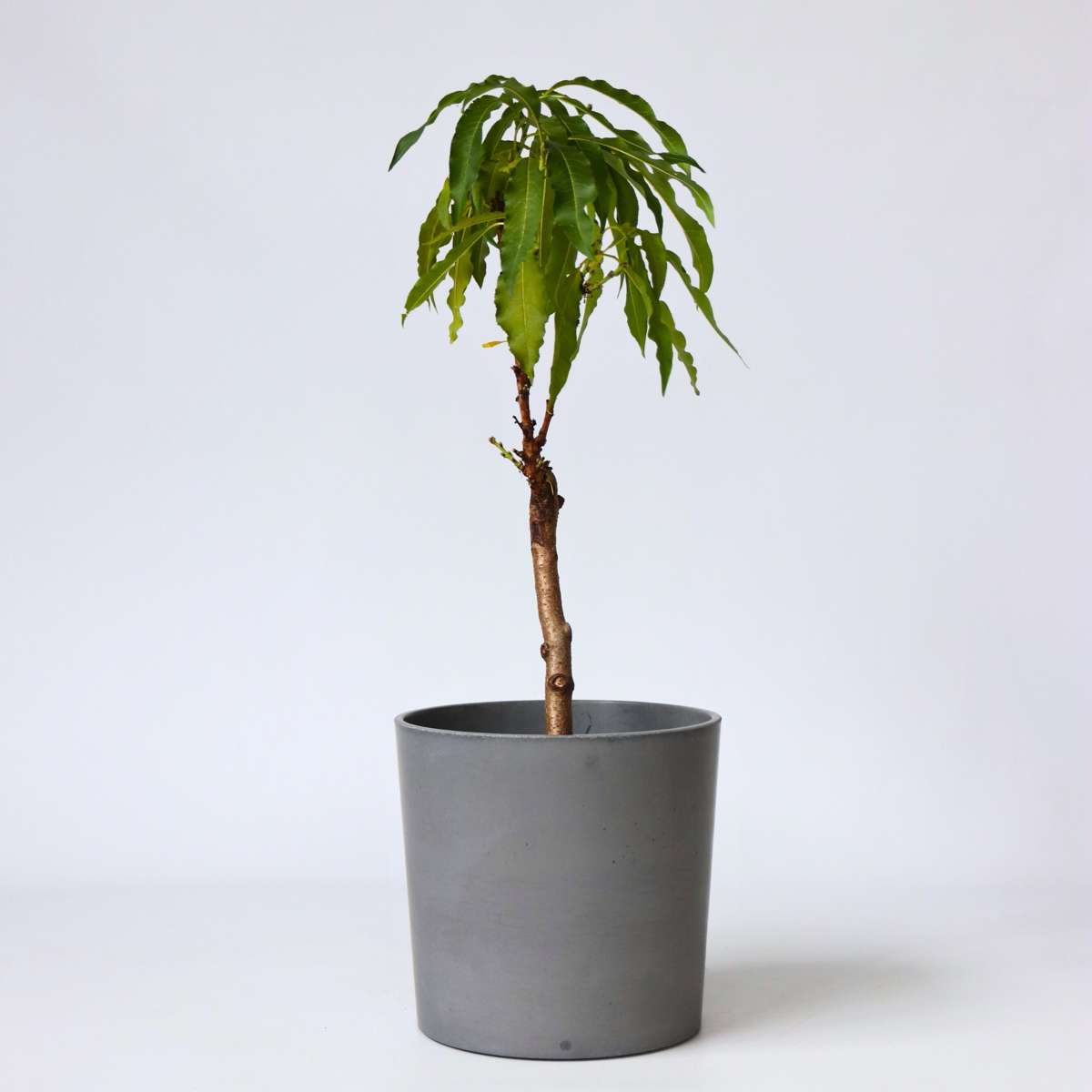 Fruit Trees Persikaträd - Prunus 'Bonanza' - Höjd 60-70Cm - ⌀15Cm