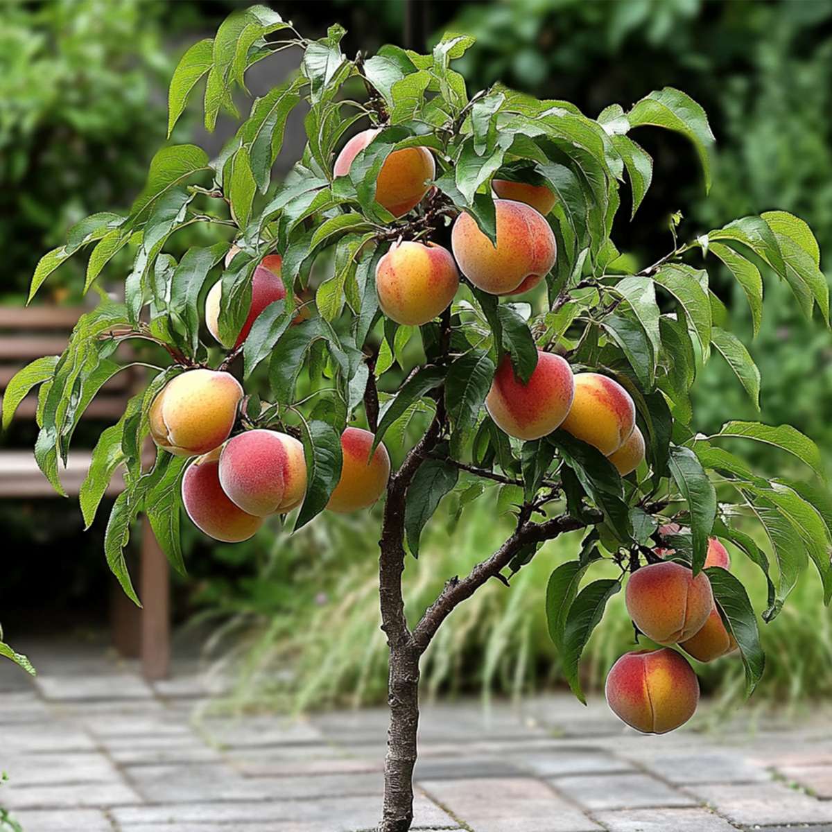 Fruit Trees Persikaträd - Prunus 'Bonanza' - Höjd 60-70Cm - ⌀15Cm