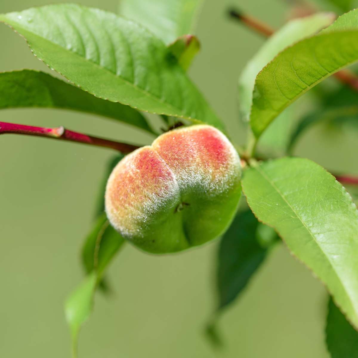 Fruit Trees Persikaträd - Prunus 'Bonanza' - Höjd 60-70Cm - ⌀15Cm