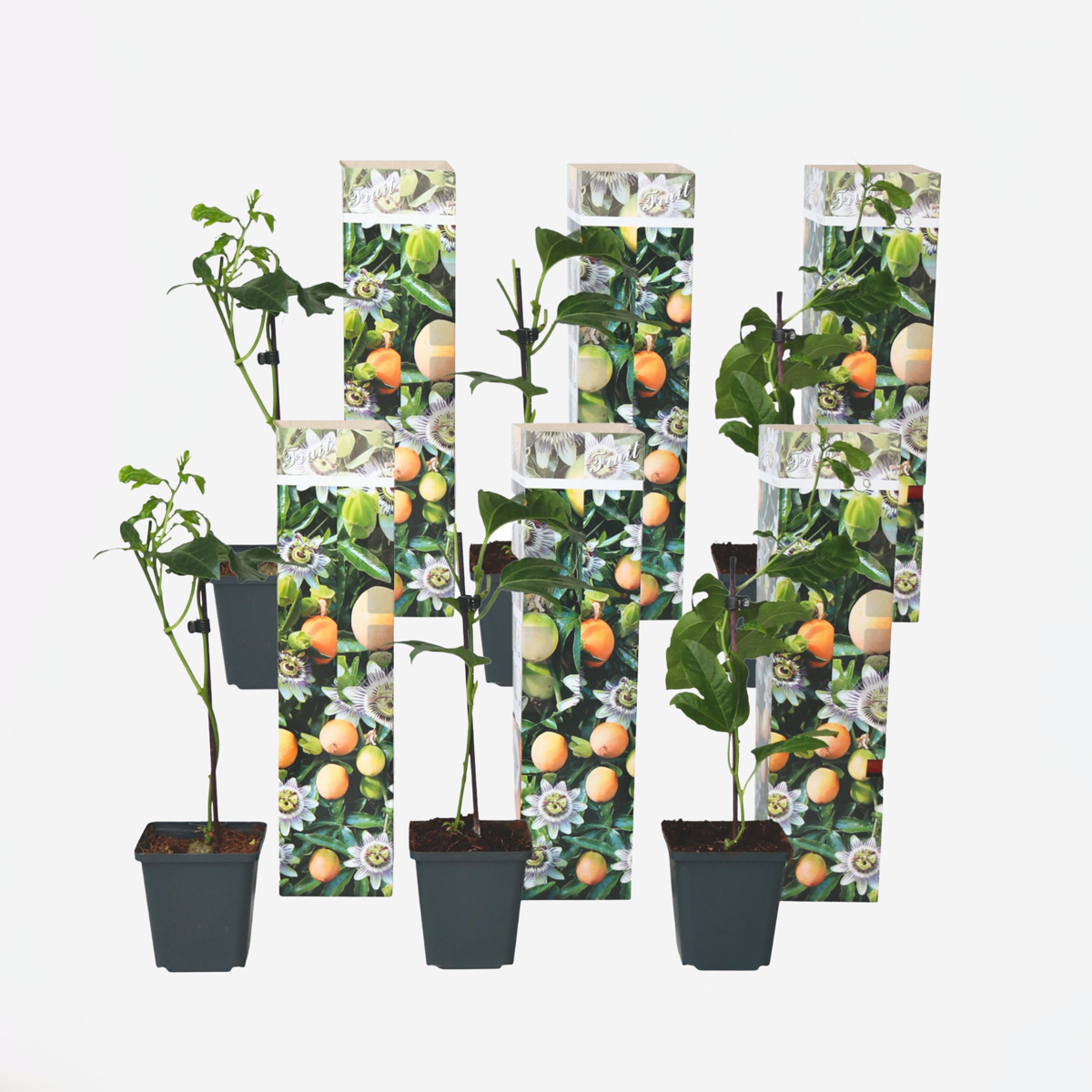 Out Of Category Garden Plants Passionsblomma - Set Om 6 - Passiflora Edulis 'Frederick' - Höjd 25-40Cm - ⌀9Cm