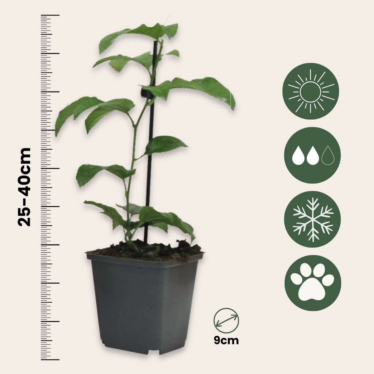 Out Of Category Garden Plants Passionsblomma - Set Om 6 - Passiflora Edulis 'Frederick' - Höjd 25-40Cm - ⌀9Cm