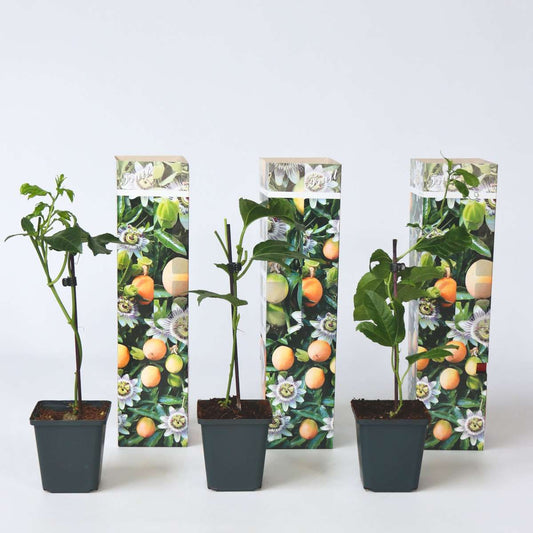 Fruit Trees Passionsblomma - Set Om 3 - Passiflora Edulis 'Frederick' - Höjd 25-40Cm - ⌀9Cm