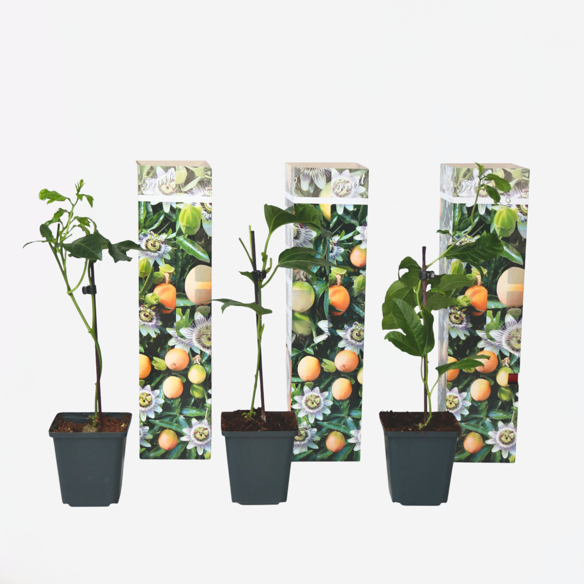 Fruit Trees Passionsblomma - Set Om 3 - Passiflora Edulis 'Frederick' - Höjd 25-40Cm - ⌀9Cm