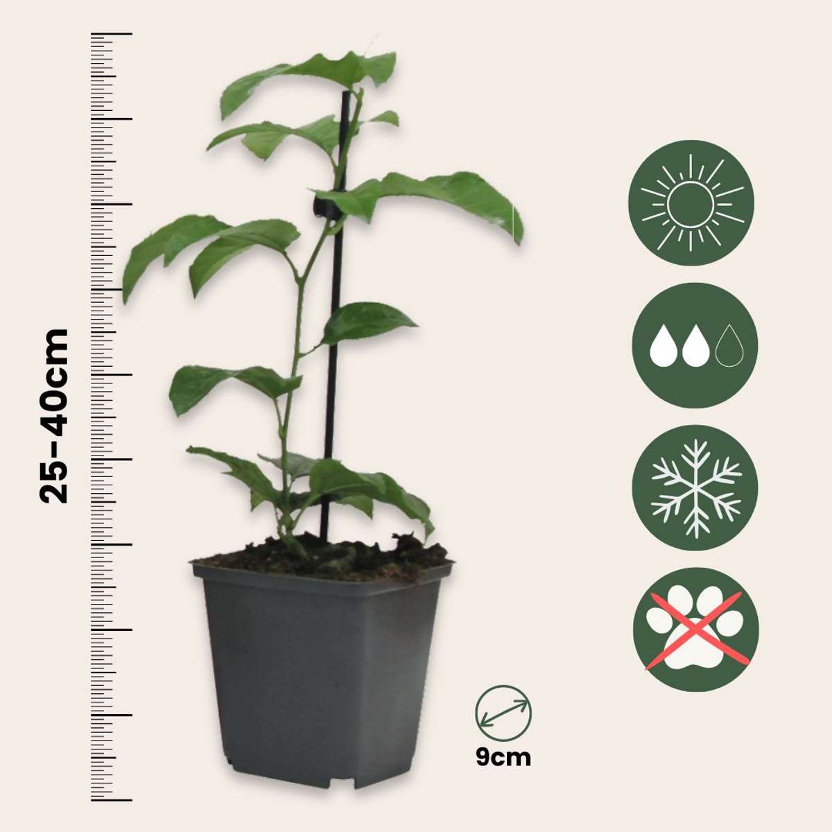 Out Of Category Garden Plants Passionsblomma - Set Om 6 - Passiflora Hybridum - Höjd 25-40Cm - ⌀9Cm