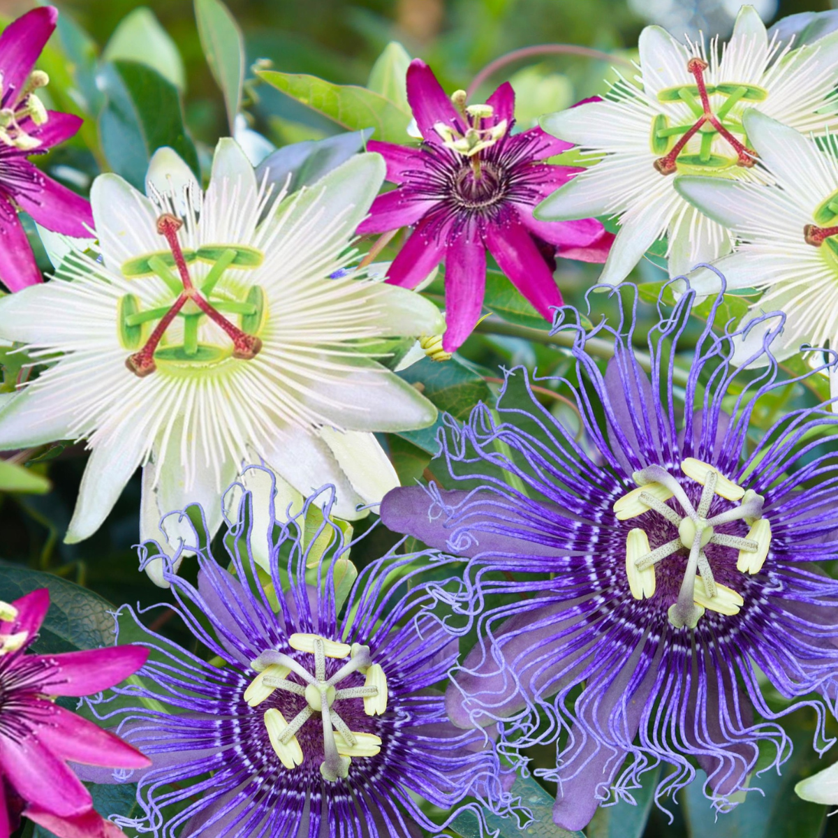 Out Of Category Garden Plants Passionsblomma - Set Om 6 - Passiflora Hybridum - Höjd 25-40Cm - ⌀9Cm