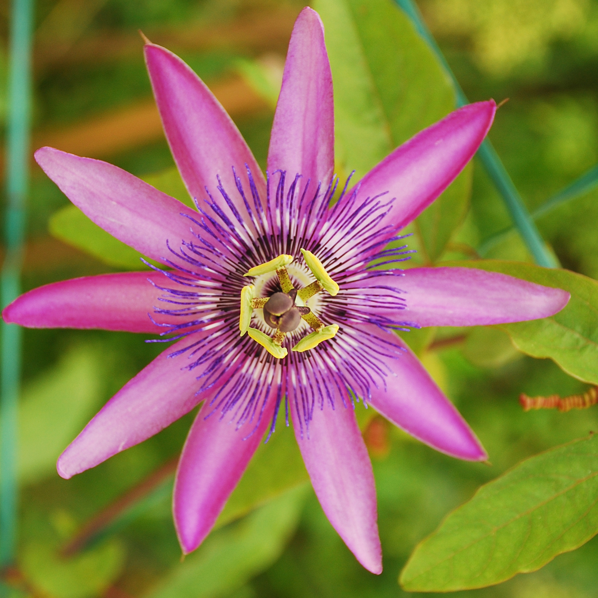 Climbers Passionsblomma - Set Om 3 - Passiflora Hybridum - Höjd 25-40Cm - ⌀9Cm