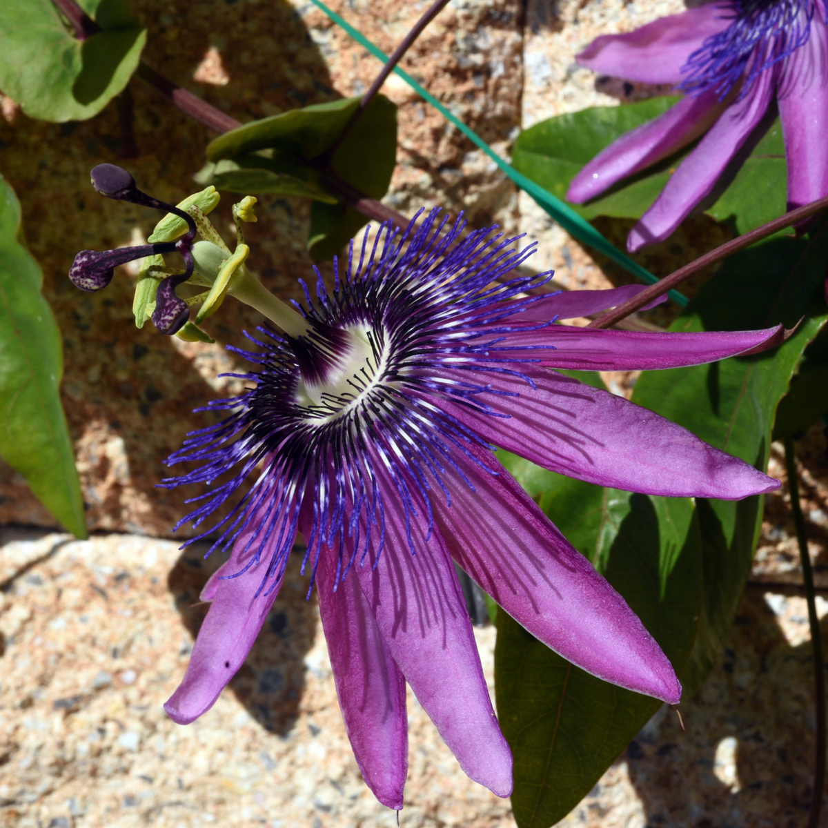 Climbers Passionsblomma - Set Om 3 - Passiflora Hybridum - Höjd 25-40Cm - ⌀9Cm