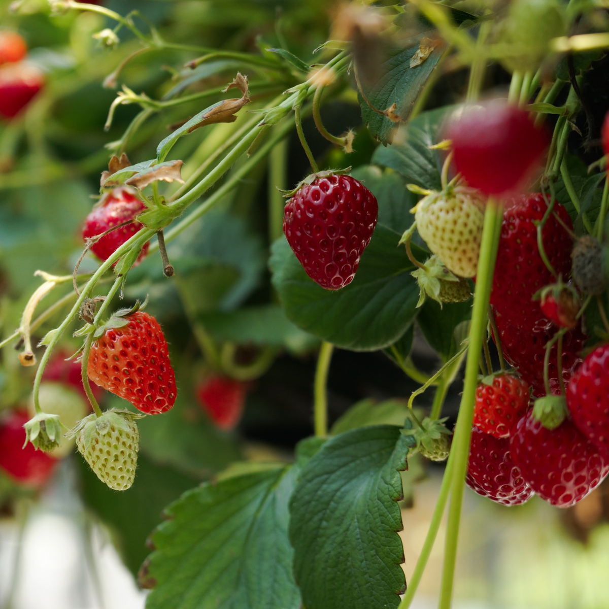 Fruit Trees Jordgubbsplanta - Set Om 6 - Fragaria X Ananassa 'Roman' - Höjd 15-20Cm - ⌀9Cm