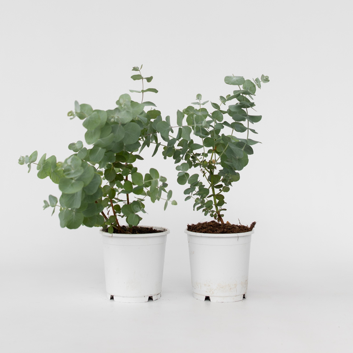 Eucalyptus Eukalyptus - Set Om 2 - Eucalyptus 'Pulverulenta' - Höjd 25-40Cm - ⌀13Cm