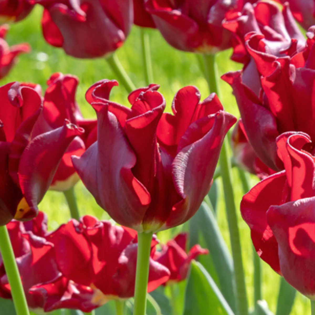 Tulip Tulpanlökar 'Red Dress' - Set Med 10 St - Vinterhärdiga & Fleråriga