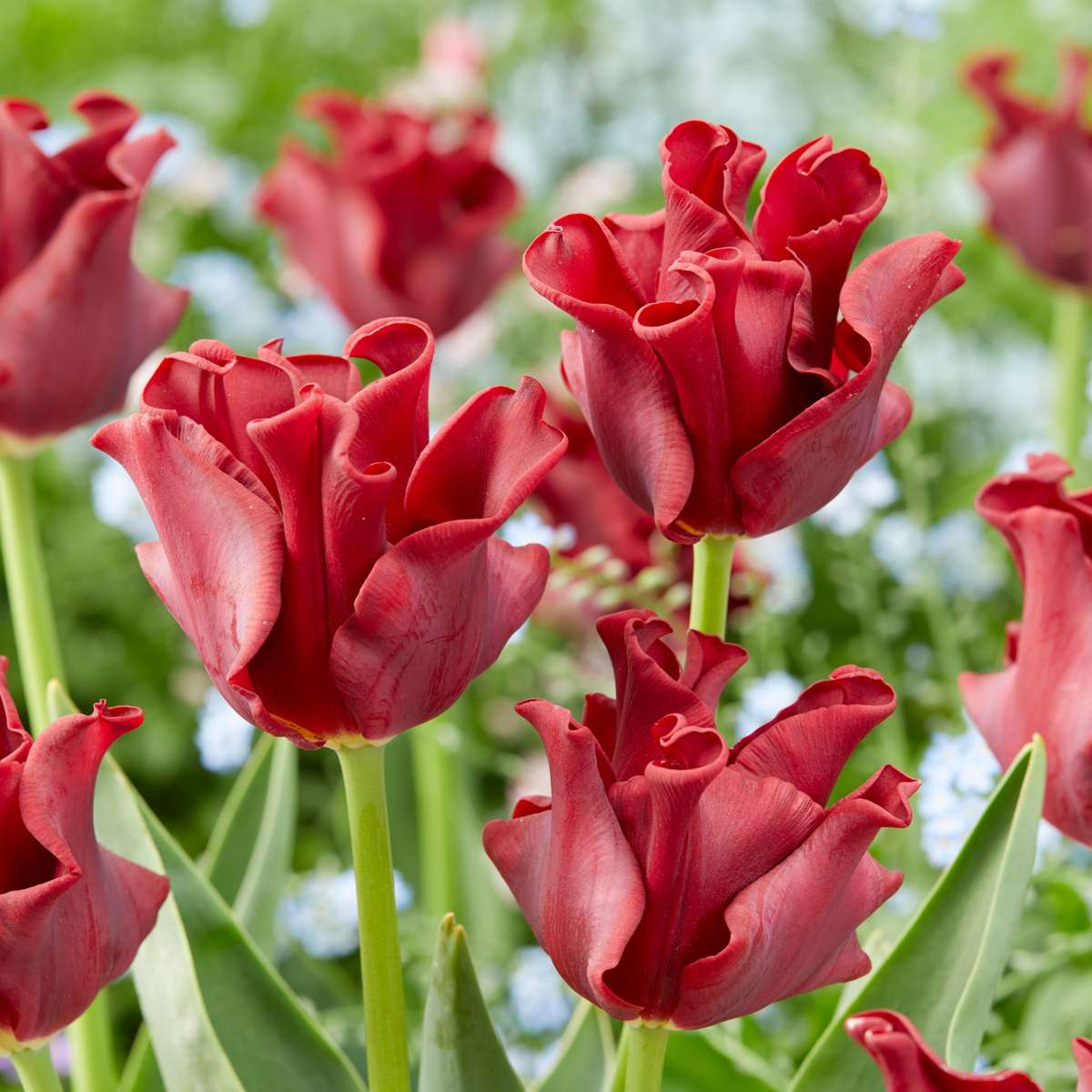 Tulip Tulpanlökar 'Red Dress' - Set Med 10 St - Vinterhärdiga & Fleråriga