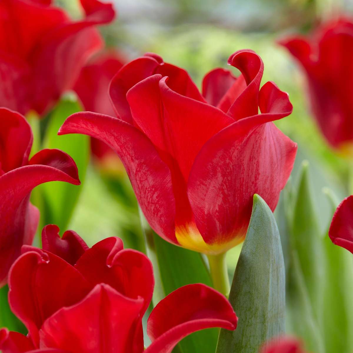 Tulip Tulpanlökar 'Red Dress' - Set Med 10 St - Vinterhärdiga & Fleråriga