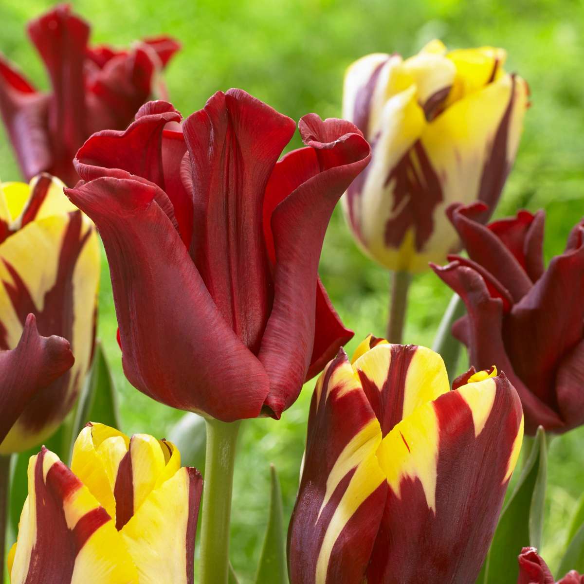 Tulip Tulpanlökar 'Red Dress' - Set Med 10 St - Vinterhärdiga & Fleråriga