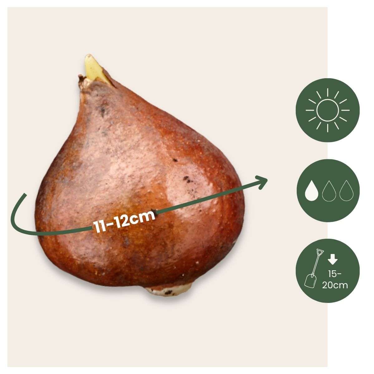 Tulip Tulpanlökar - Sæt Om 15 - Tulipa 'Drumline' - Blomlökar