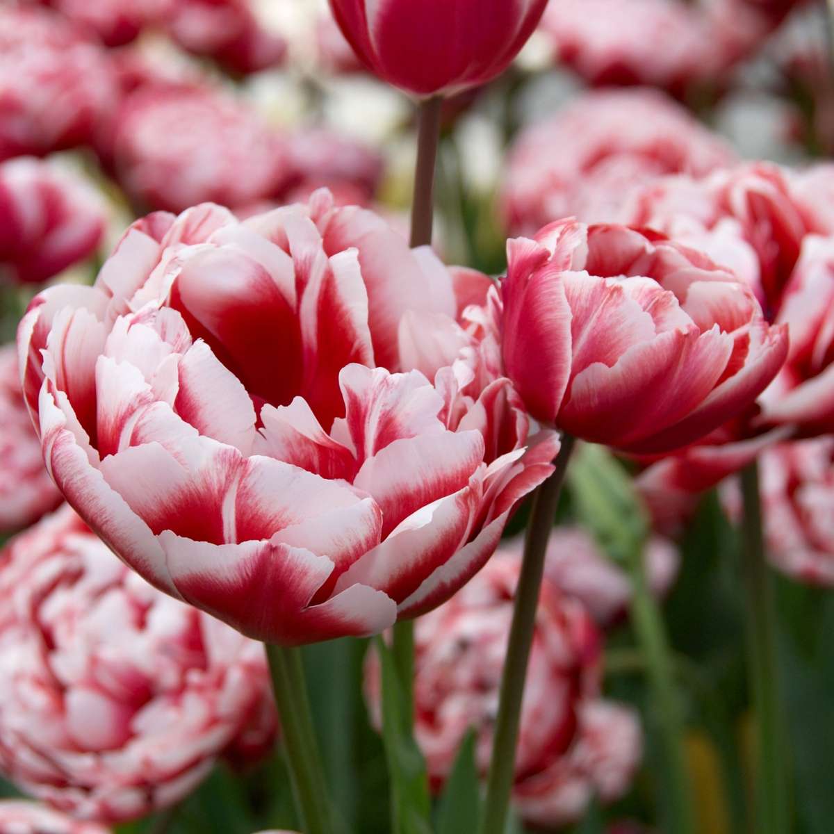 Tulip Tulpanlökar - Sæt Om 15 - Tulipa 'Drumline' - Blomlökar