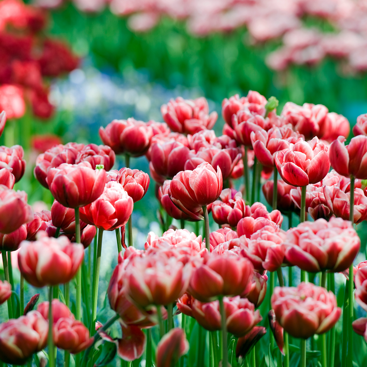 Tulip Tulpanlökar - Sæt Om 15 - Tulipa 'Drumline' - Blomlökar