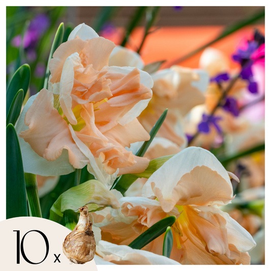 Daffodil Påskliljor - Set Om 10 - Narcissus 'Apricot Whirl' - Blomlökar - Orange