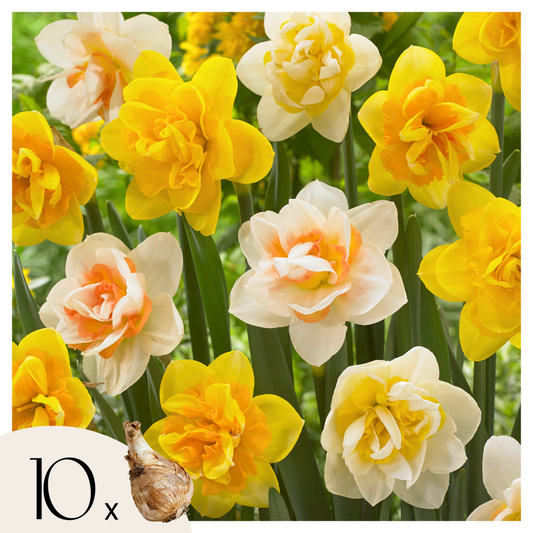 Daffodil Påsklilja - Set Om 10 - Narcissus 'Double Mix' - Blomlökar - Flerfärgad