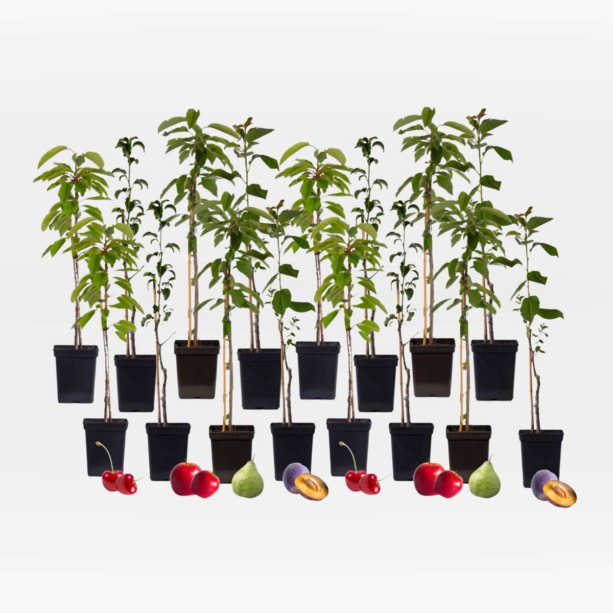 Out Of Category Garden Plants Fruktträdsblandning - Set Om 16 - Malus, Pryus, Prunus - Höjd 60-70Cm - ⌀9Cm