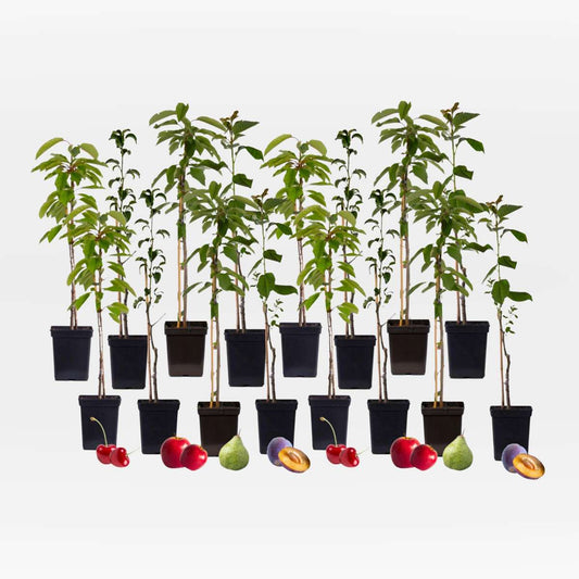 Out Of Category Garden Plants Fruktträdsblandning - Set Om 16 - Malus, Pryus, Prunus - Höjd 60-70Cm - ⌀9Cm