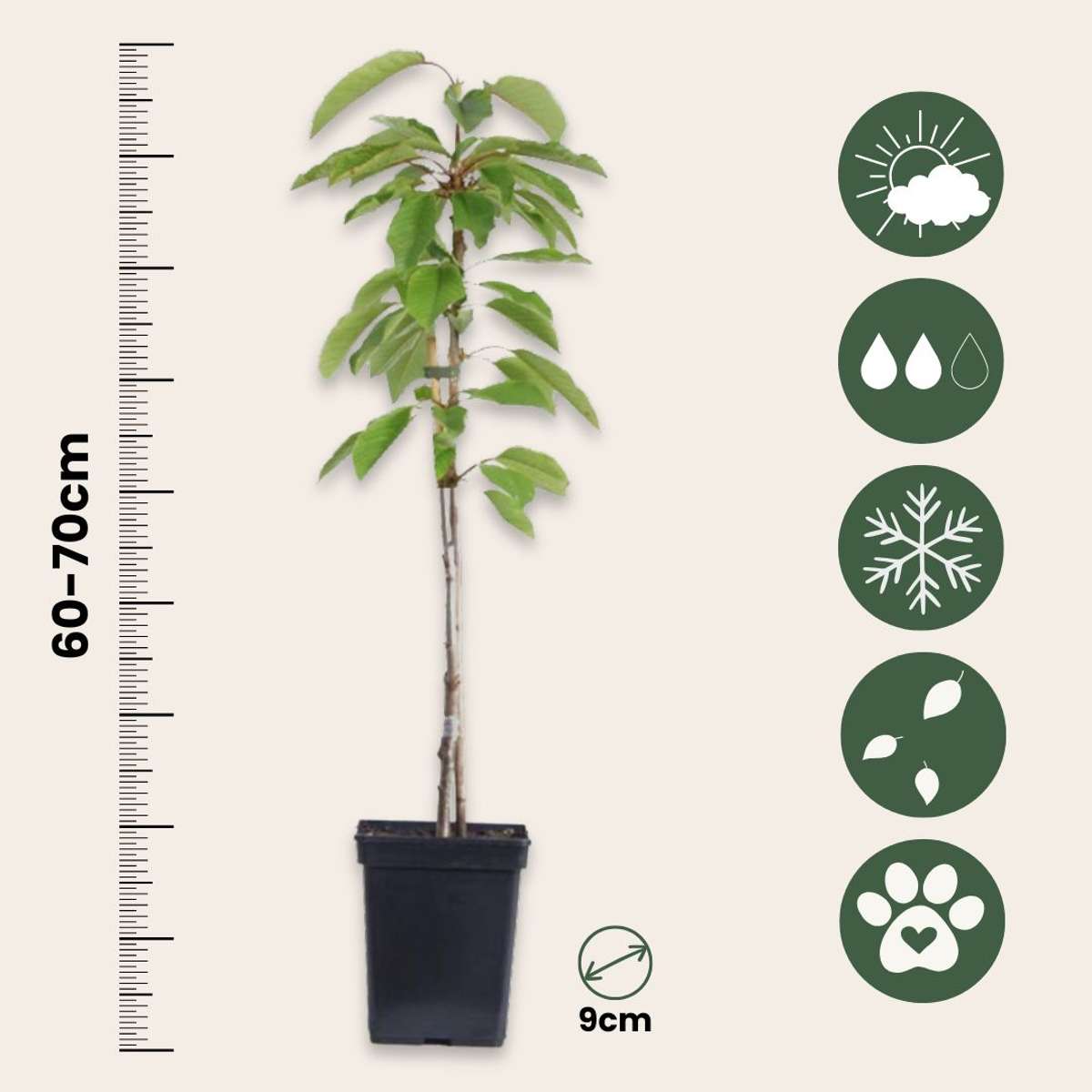 Out Of Category Garden Plants Fruktträdsblandning - Set Om 16 - Malus, Pryus, Prunus - Höjd 60-70Cm - ⌀9Cm