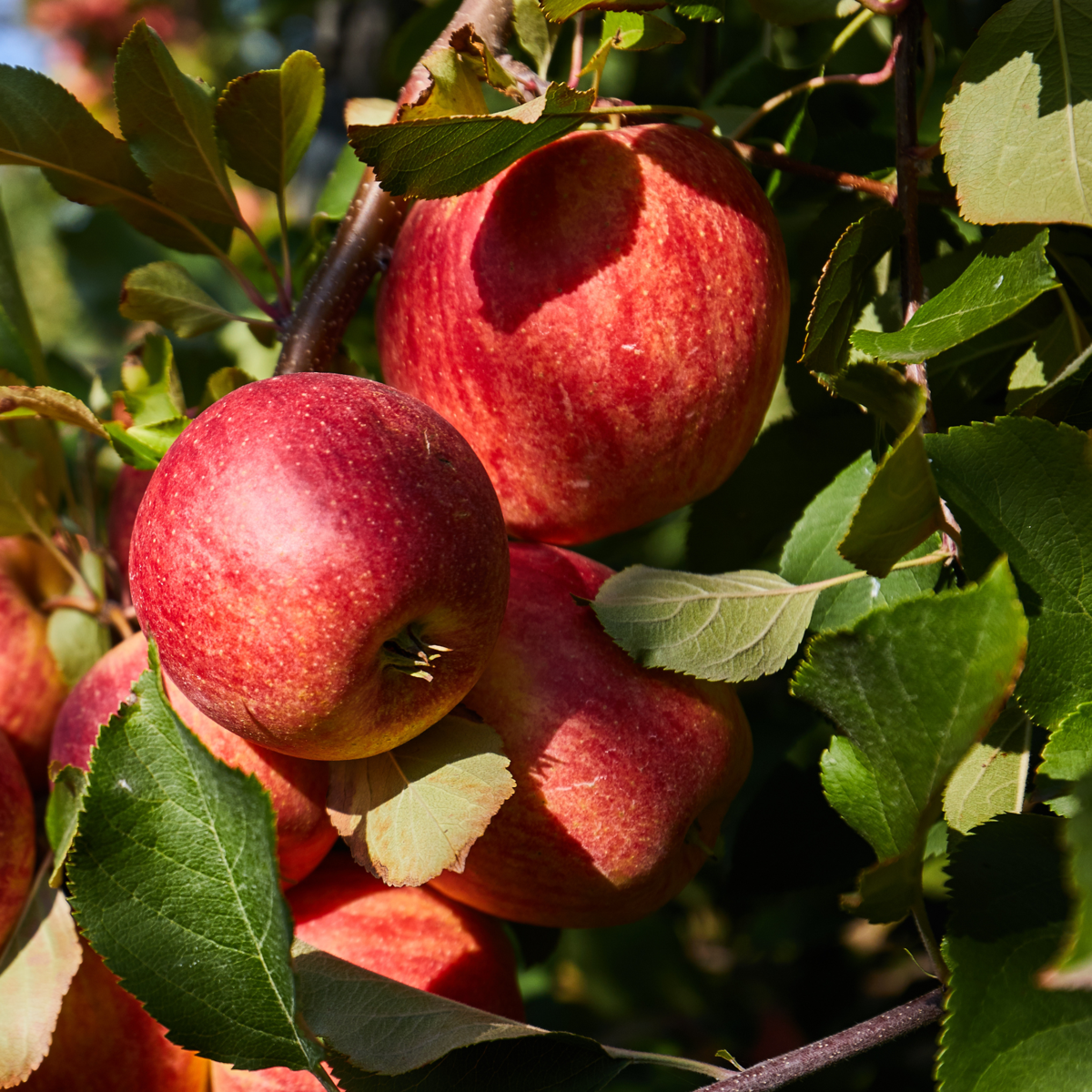 Out Of Category Garden Plants Fruktträdsblandning - Set Om 16 - Malus, Pryus, Prunus - Höjd 60-70Cm - ⌀9Cm