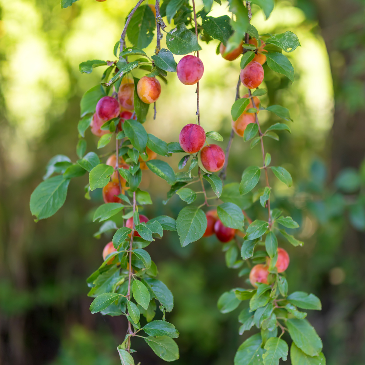 Out Of Category Garden Plants Fruktträdsblandning - Set Om 16 - Malus, Pryus, Prunus - Höjd 60-70Cm - ⌀9Cm